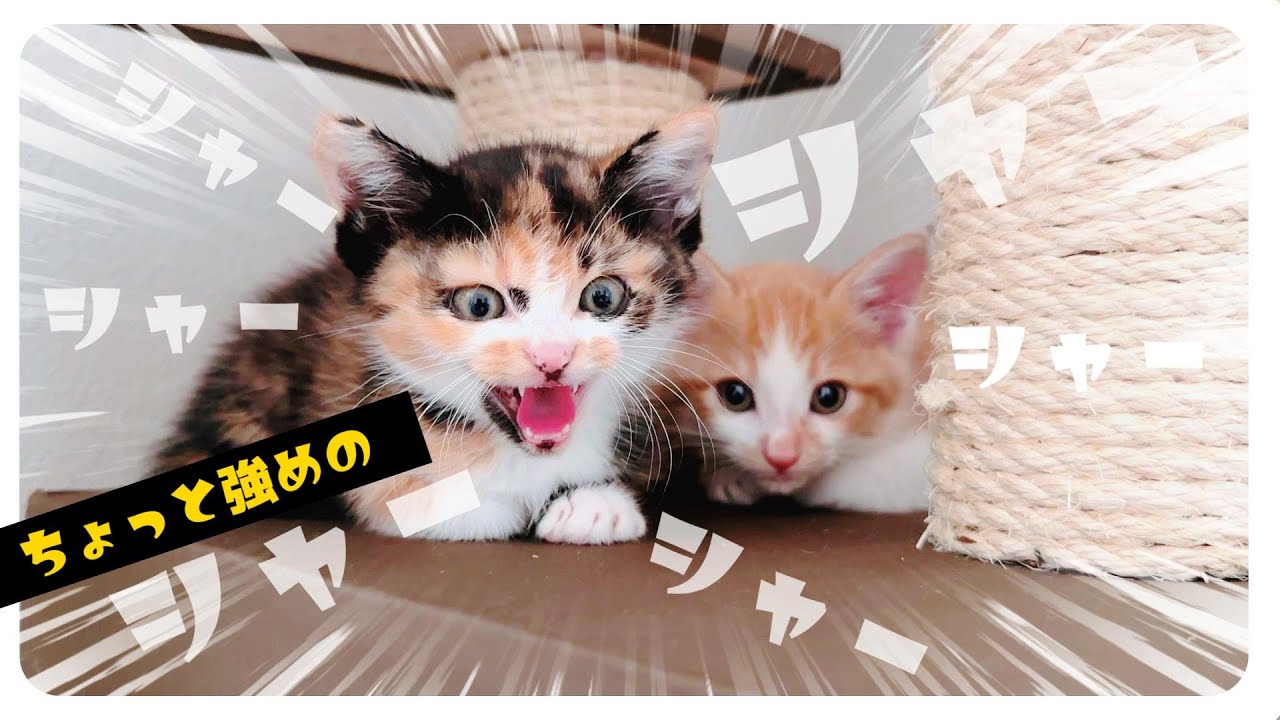 【子猫】ひさびさにシャーぷらす「パッパッ！」ちょっと強めのかわいすぎるシャー【保護猫生活10日目】