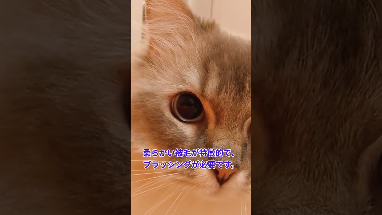 【かわいい猫】人気猫種【ラグドール】#shorts