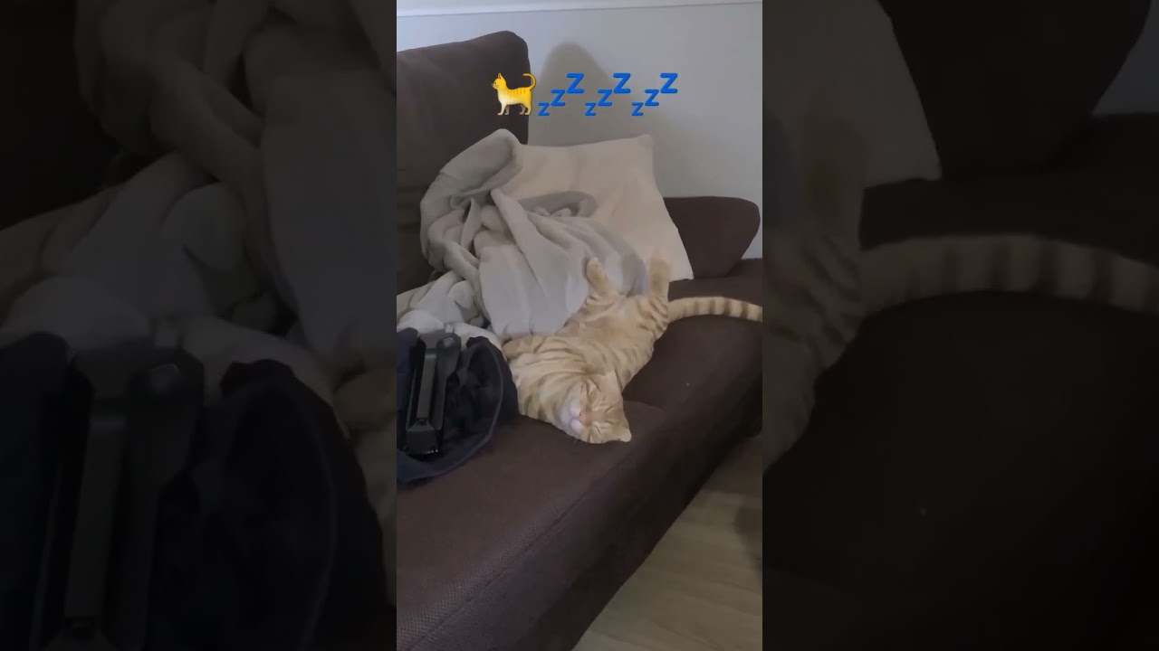 ヘソ天でくつろぐ我が家のかわいい猫【コモドンの観察日記】 #キンカロー #猫 #cat