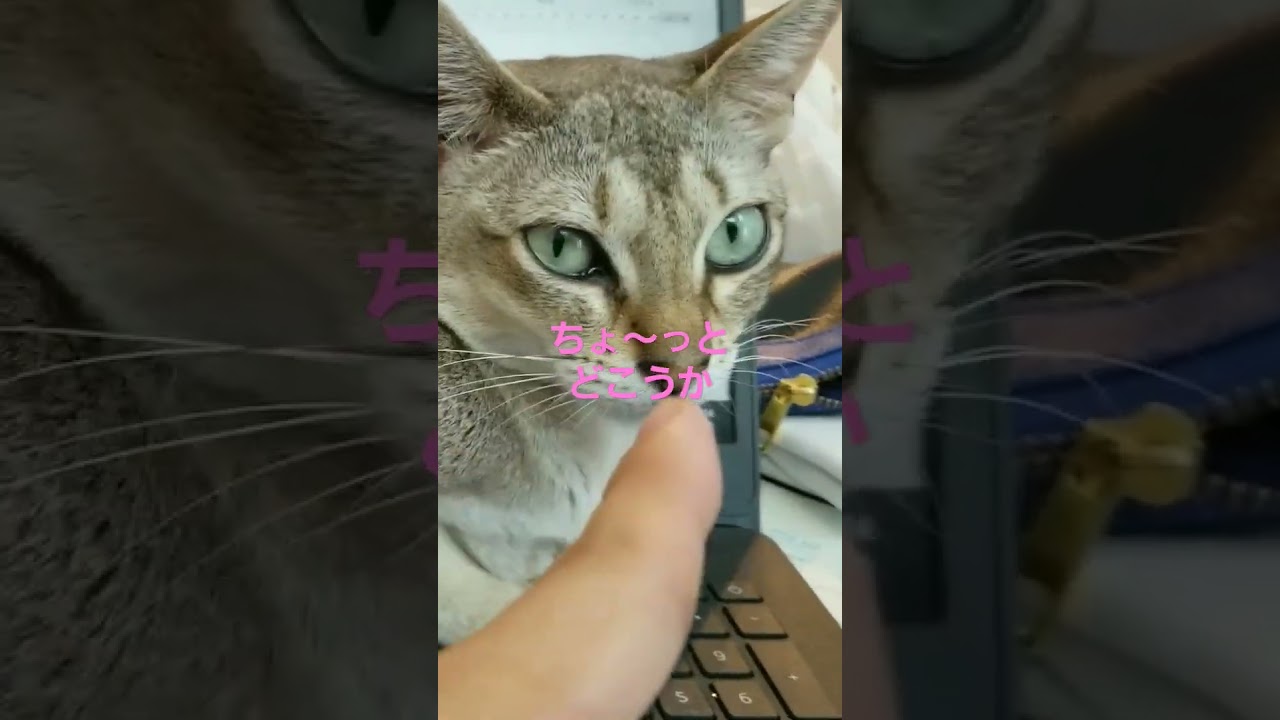 ねこあるある #cat #猫 #シンガプーラ ＃ネコ＃あるある＃仕事中