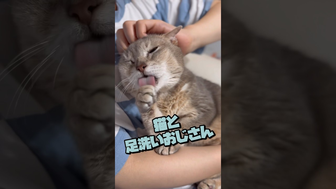 猫と足洗いおじさん#アビシニアン