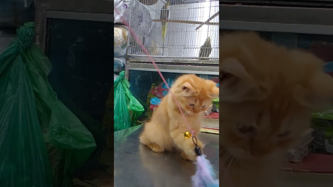 parsiyan cat kitten kataboon #cat #trending #youtube #viral #youtubeshorts #birds #family #for