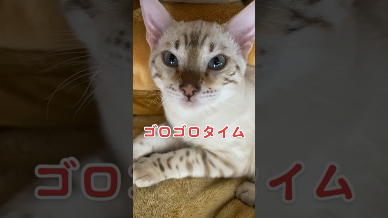 【子猫動画】ゴロゴロタイム！　ホワイトベンガル　生後4ヶ月半！ 　アイドル　ベンガル猫　ネコ　ねこ　#cat #bengalcat #ベンガル #ベンガル猫 #ベンガル子猫 #子猫 #bengal
