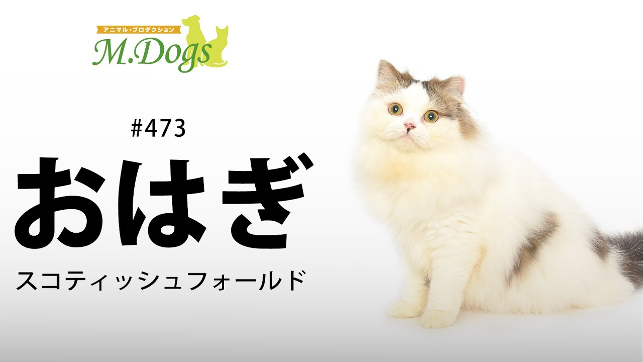 ペットモデル #473 スコティッシュフォールド「おはぎ」