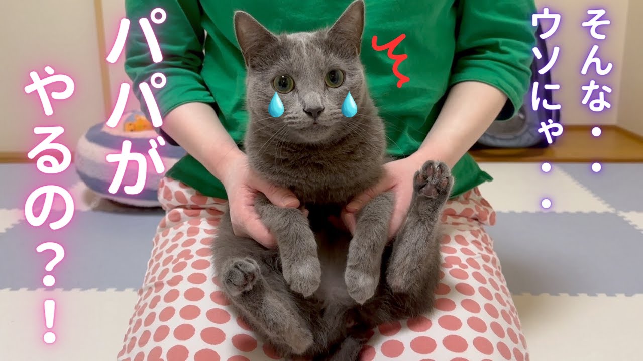 ママの秘技を伝授されるパパ（ロシアンブルー）