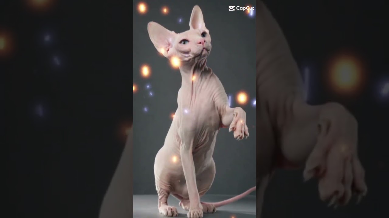 cornish rex unique cat #cute #feline