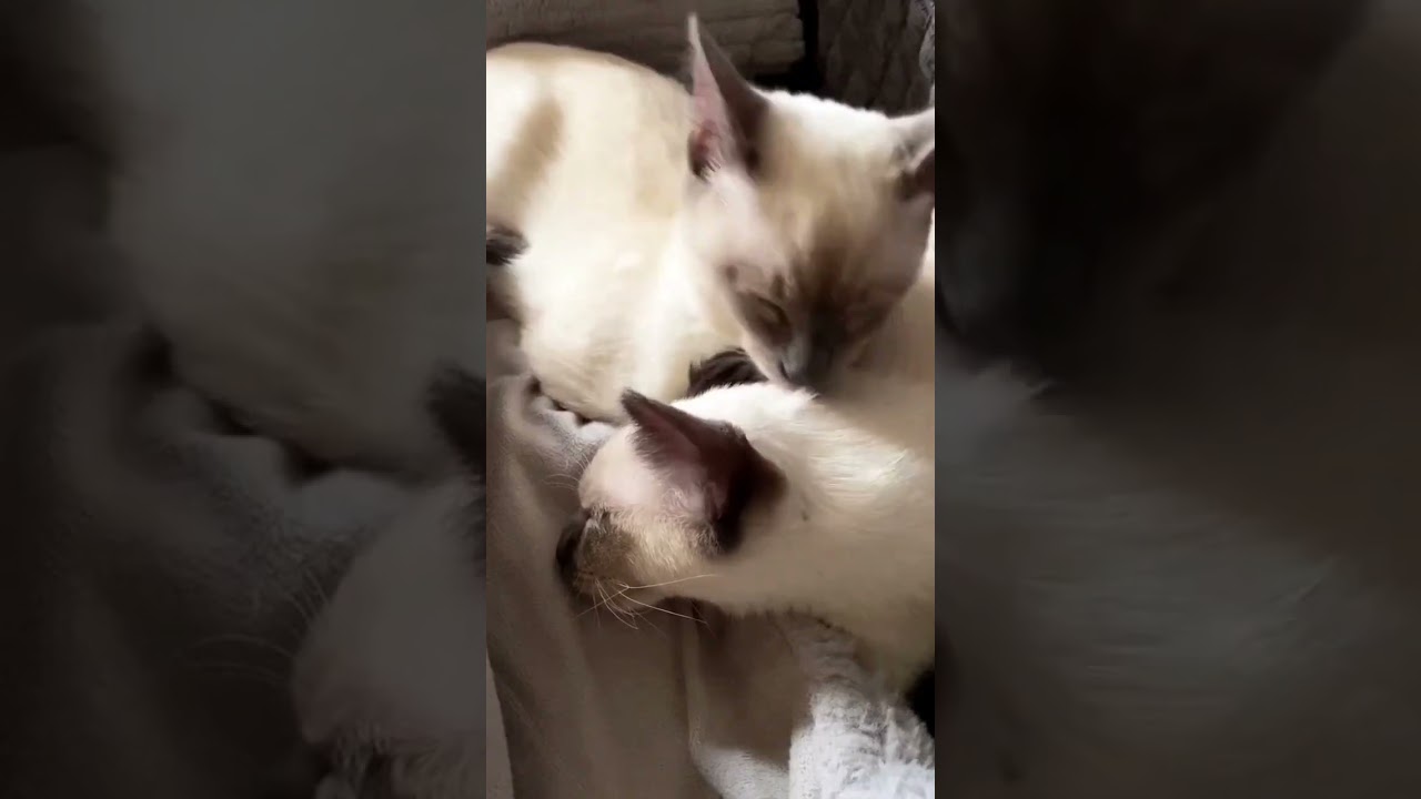 ¿Buscas un acompañante felino? Las razas de gatos más deseadas y encuentra tu compañero perfecto