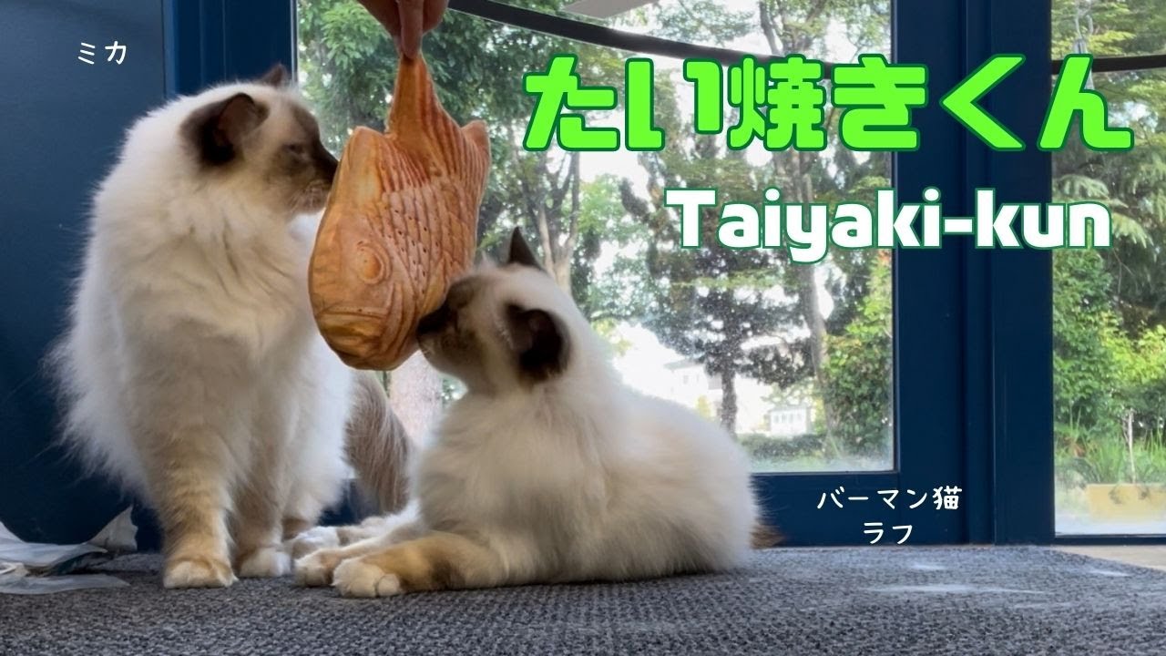 バーマン猫ラフとミカ【たい焼きくん】Taiyaki-kun（バーマン猫）Birman/Cat