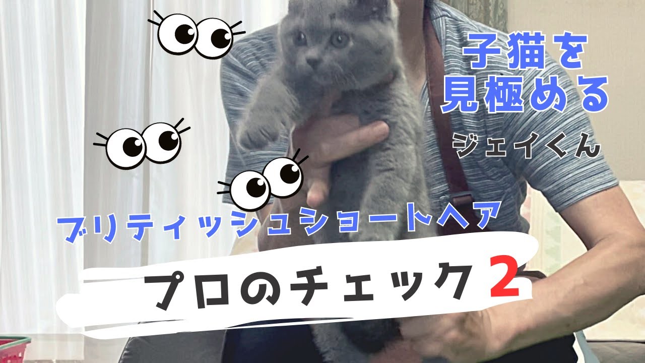 【子猫のチェックの仕方】ブリティッシュショートヘア子猫ジェイくんはどんな子？