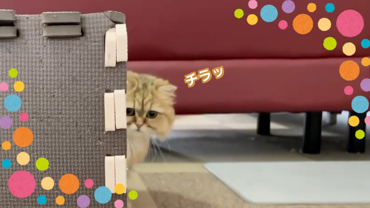 【ペルシャ猫】猫じゃらしを振り回しながら中年主婦が悩みをつぶやく❤️‍🩹