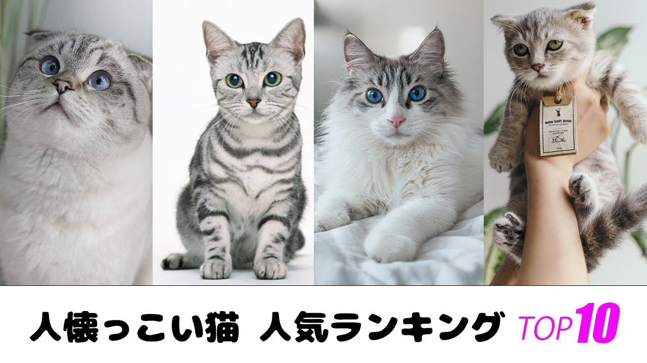 【猫好き必見】人なつっこい猫ランキングTOP10