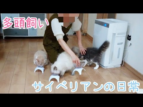 どうやって過ごしてるの？多頭飼い サイベリアンの日常 siberian kitten cats