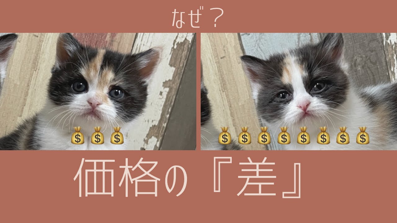 【子猫の価格の差はどうして？】相場でなく知識と感性が必要だと思います
