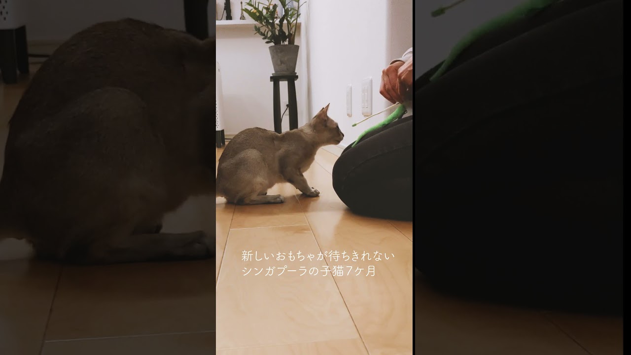おもちゃの開封が待ちきれない子猫が可愛い#シンガプーラ#子猫７ケ月#shorts