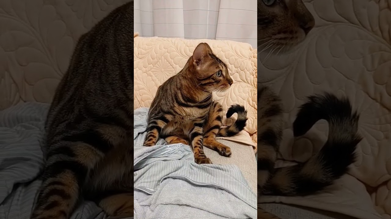 変な座り方をしてるベンガル　#shorts