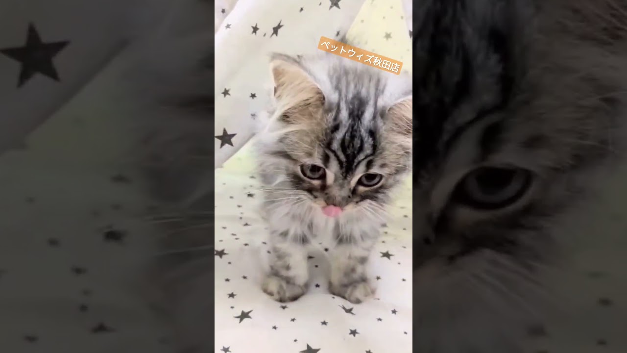 #shorts #スコティッシュストレート #スコティッシュフォールドロングヘアー