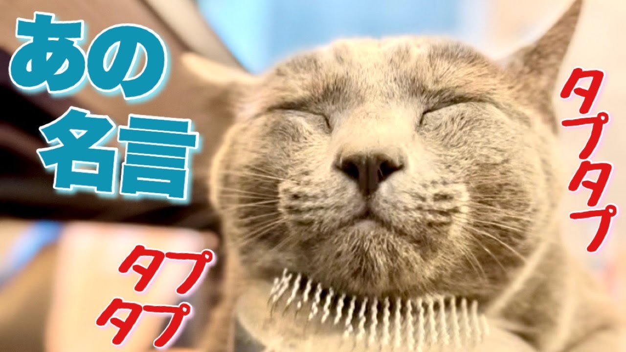 ロシアンブルー | 猫にバスケは無理があるにゃ [Russian Blue cat Kotetsu] Impossible to let a cat play basketball