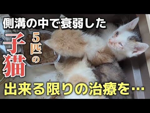 側溝の中から救出した5匹の子猫を病院へ！そして子猫達の今後について【沖縄子猫治療編】