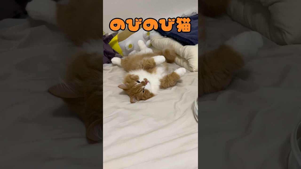 伸びをして満足な猫 #shorts #猫 #マンチカン #短足マンチカン #cat #munchkin