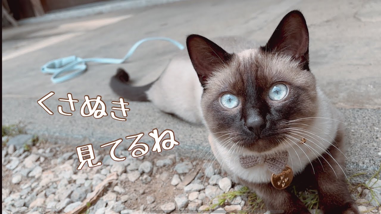 猫に草抜きの見守りをお願いした結果…とんでもない事に…笑