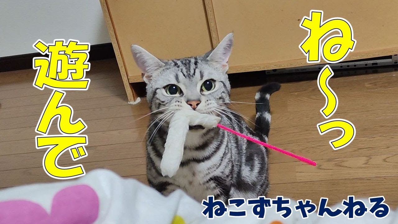 遊んでアピールが激しい猫がコチラです♪　ｱﾒﾘｶﾝｼｮｰﾄﾍｱ「さん」　ねこずちゃんねる600 #猫 #ねこ #cat #アメリカンショートヘア  #アメショ