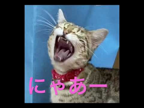 ♦おれ、ねこ♬❤️【💛ベンガルのラムちゃん　シーズーてんちゃん日記番外編】　＃shorts　 #シーズーてんちゃん日記番外編　＃ベンガルのラムちゃん　#ベンガル　#ねこ　#ラム　 #Bengal