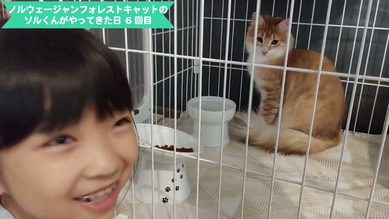 【5回目】ノルウェージャンフォレストキャットのソル君がやってきた！５歳と７歳と猫の触れ合い…というか攻防