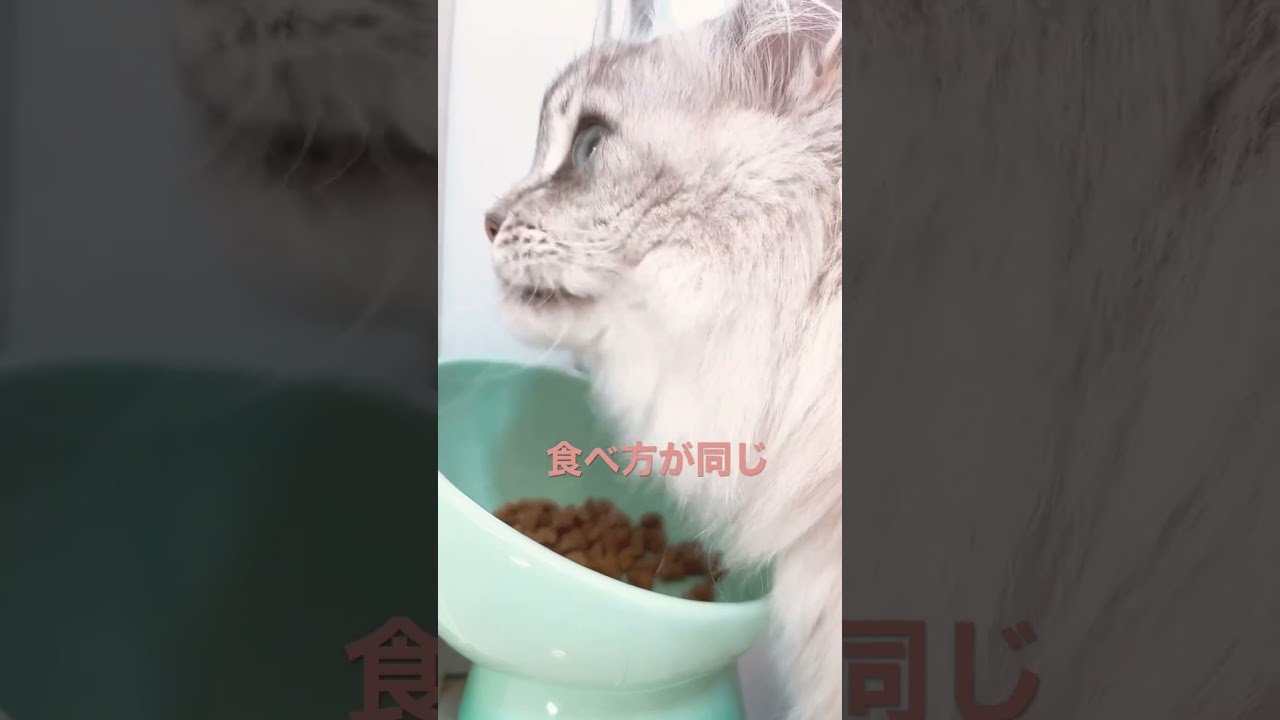 なんか見たことある食べ方 #サイベリアン #ねこ #猫