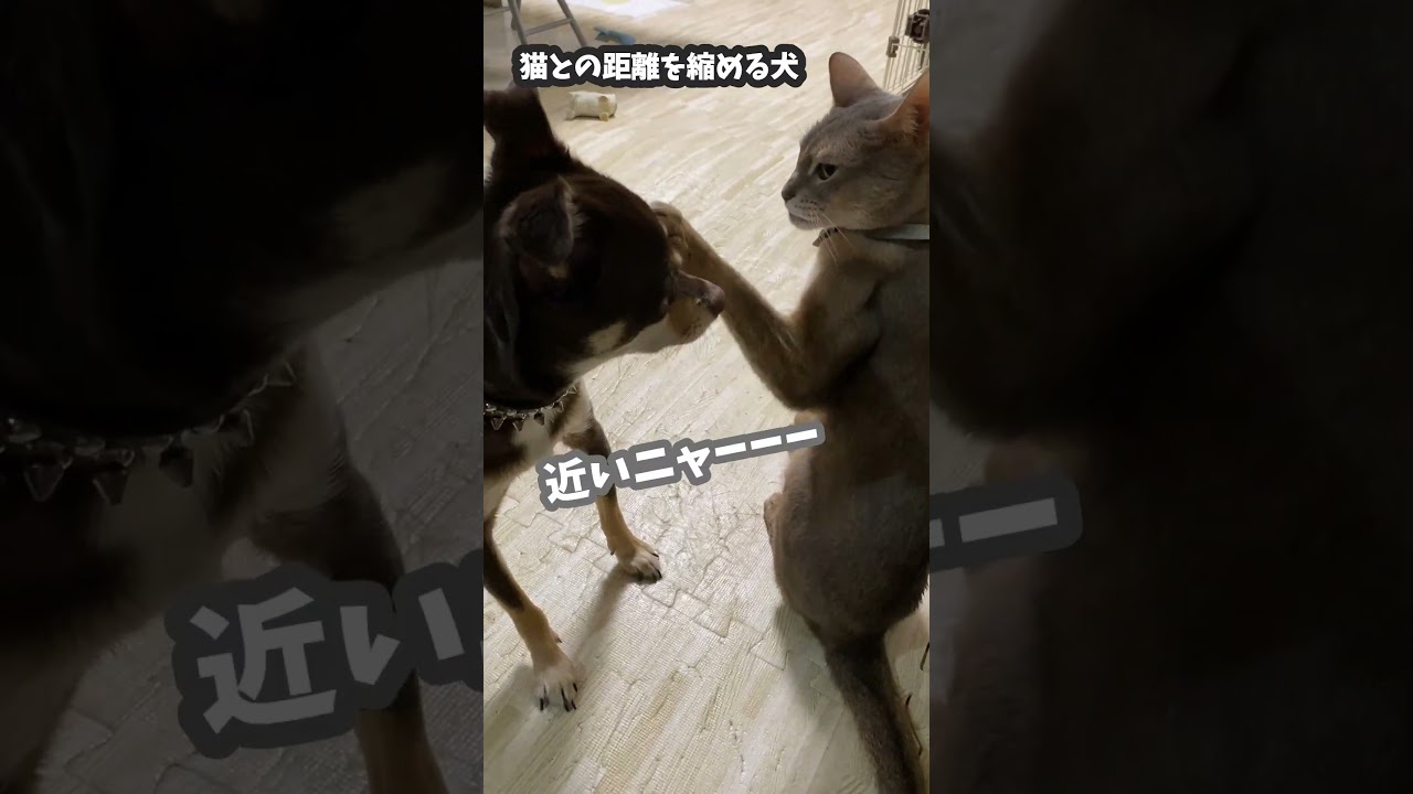 (アビ&チワワ) 猫との距離を縮める犬 #shorts