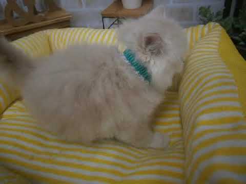 523621 セルカークレックス