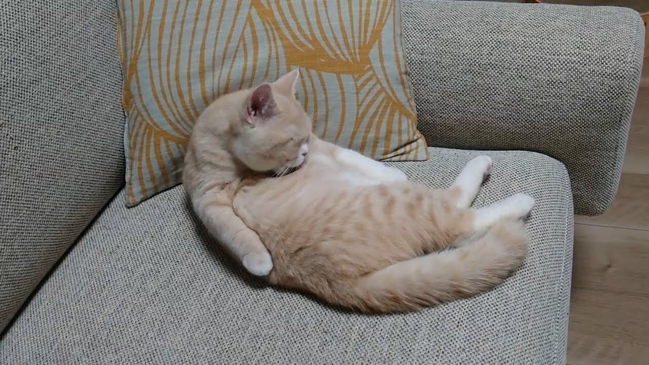 丁寧に毛繕いする猫　うりちゃん１４