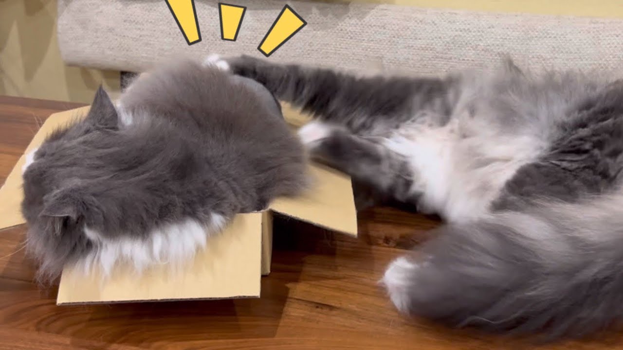 【悪い子⁉︎】背後に回り込んで、チョンチョンする悪いノルウェージャンフォレストキャットwww