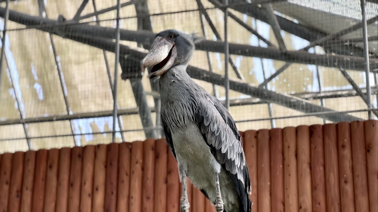 #817 ここは鳥の楽園です This is a bird's paradise.【ベンガルワシミミズク】