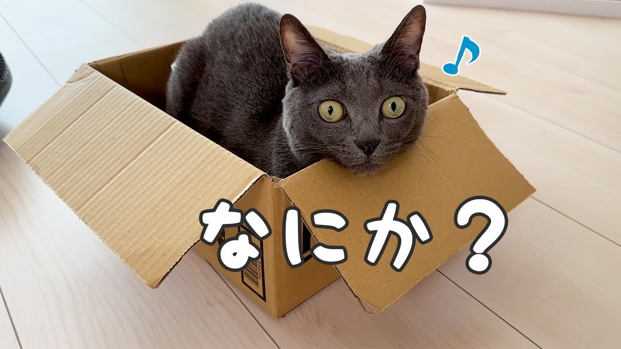 朝リビングのど真ん中で猫がこうなってましたｗ