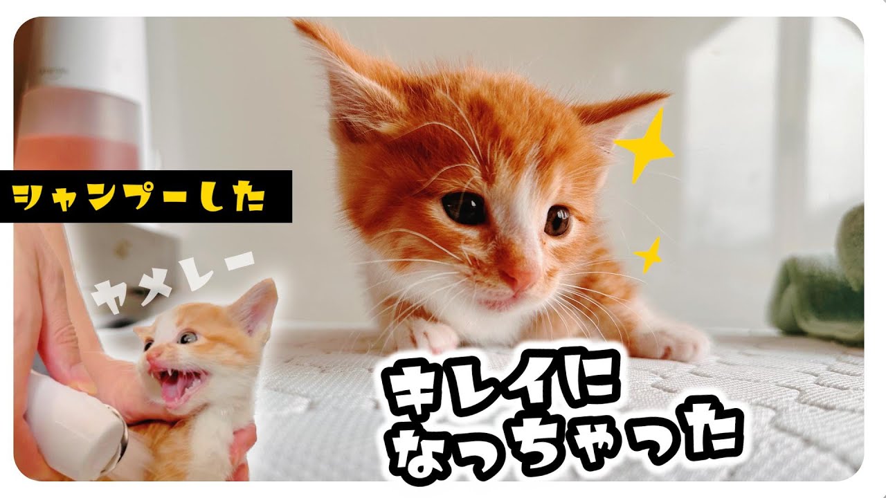 ヴううぅうーシャー！シャンプーでさらにブチギレな子猫★だいぶ汚れてました。ノミもまだいた！【子猫のお風呂】