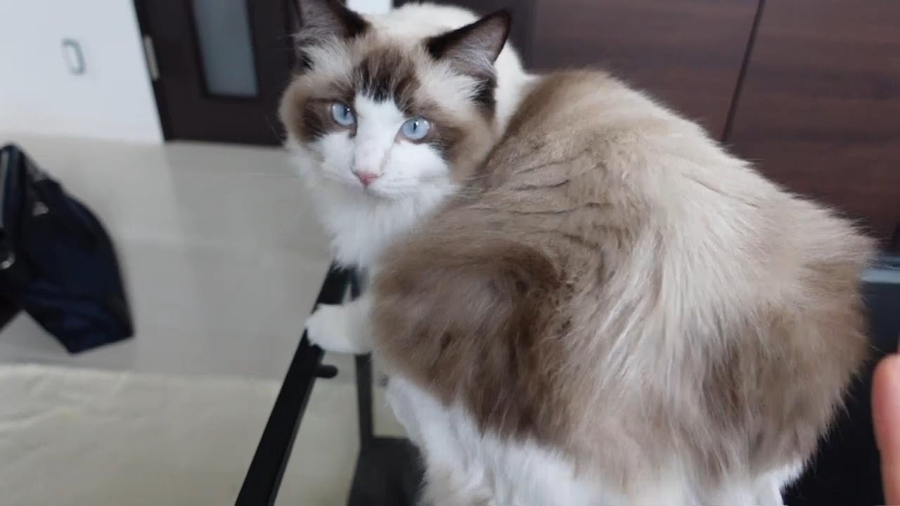【ラグドール】主のタッチに抵抗する猫