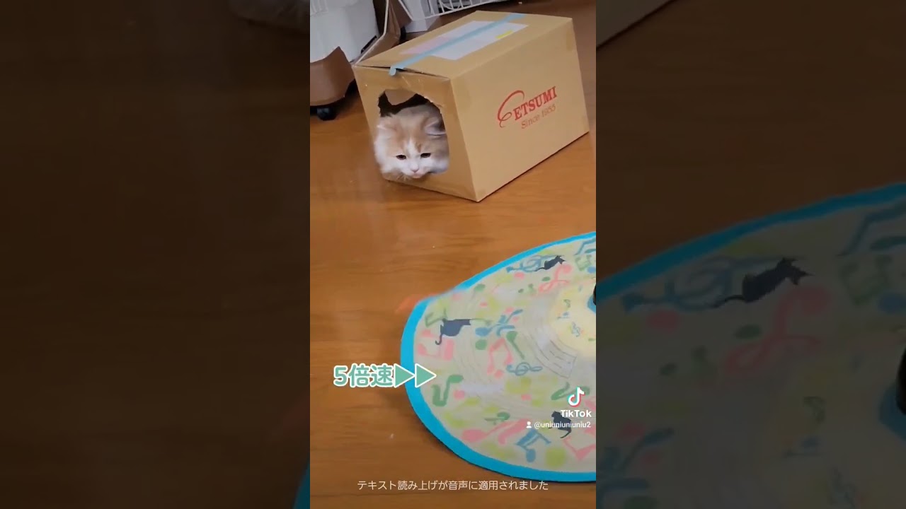 おちり… #ラガマフィン #猫動画 #cat #子猫 #癒し #サマーカット