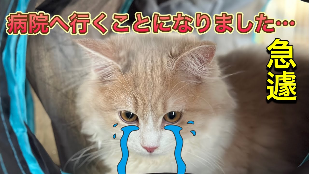 病院に電話をしたら、急遽すぐに検査してくれることになりました… 子猫　サイベリアン