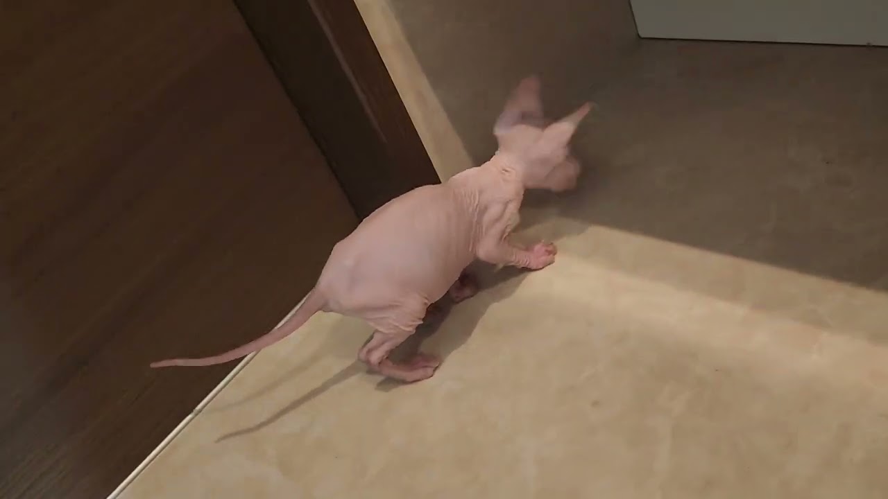 ツルツル、スベスベの男の子♂