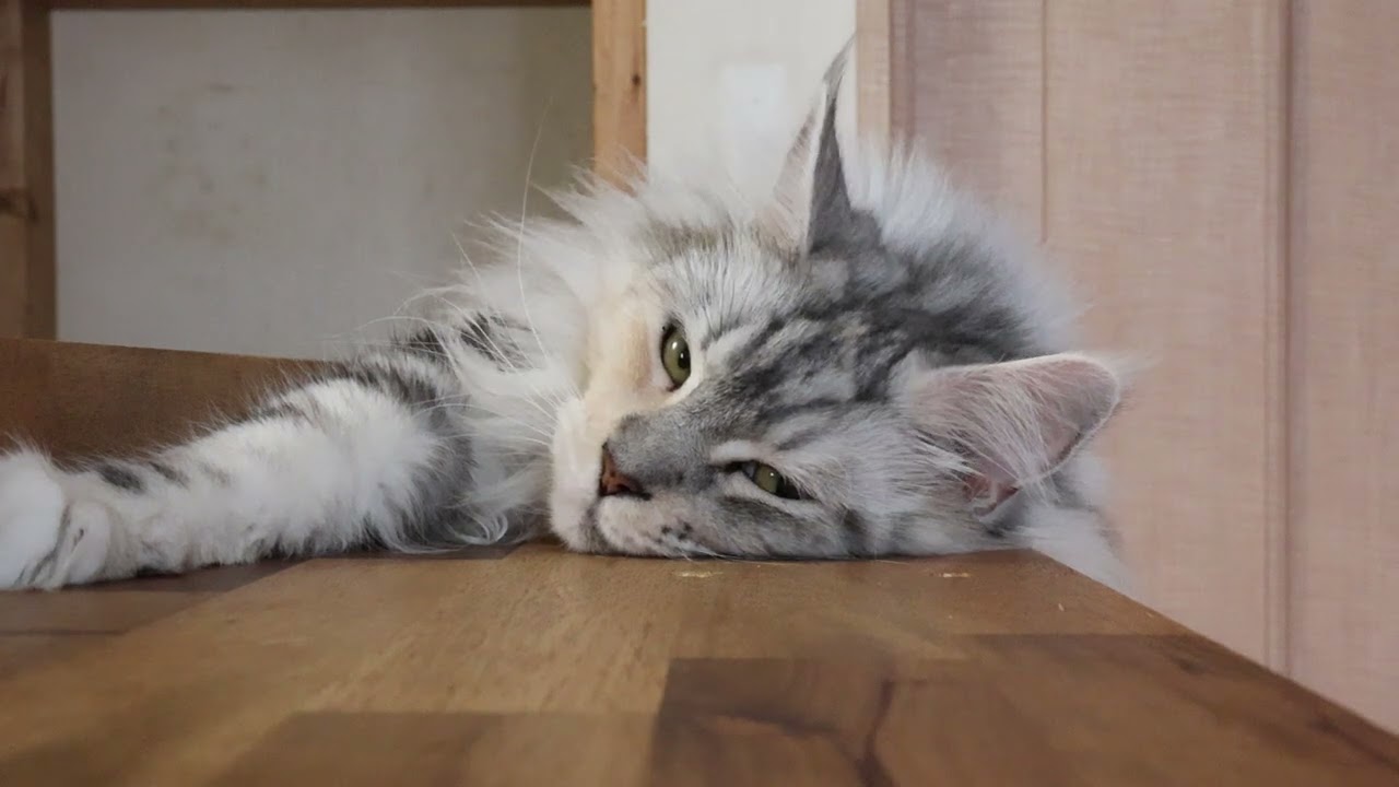 素敵なメインクーンのナンシーさん