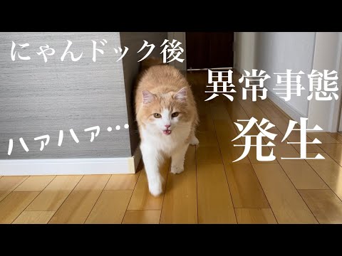 にゃんドック後に異常事態が発生してしまいました…