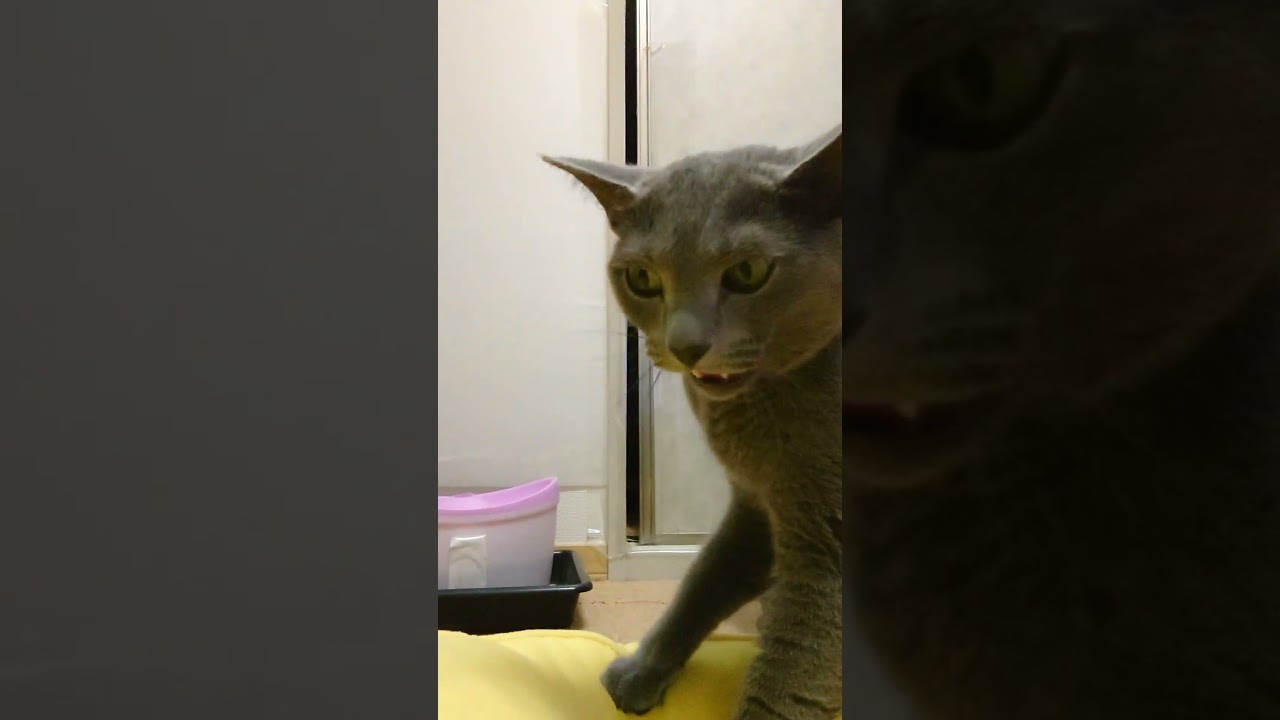 【猫動画】顔にお尻押し付けながらもみもみするロシアンブルー【russianbule】#shorts　Russian blue rubbing while pressing her ass