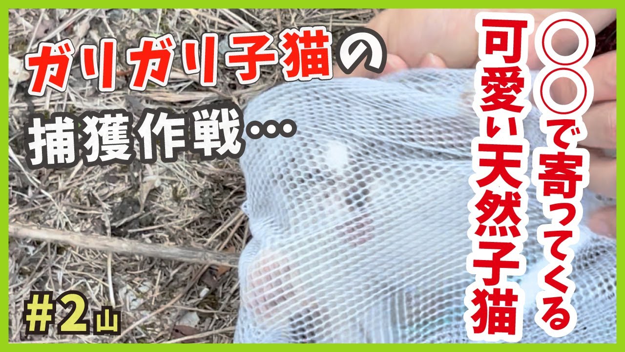 【保護 ガリガリ猫】えっ？こんな物で寄ってくるの!? やせ細った子猫を保護したら可愛い不思議ちゃんでした。【謎の天然娘・山2】/ Kitten emergency protection