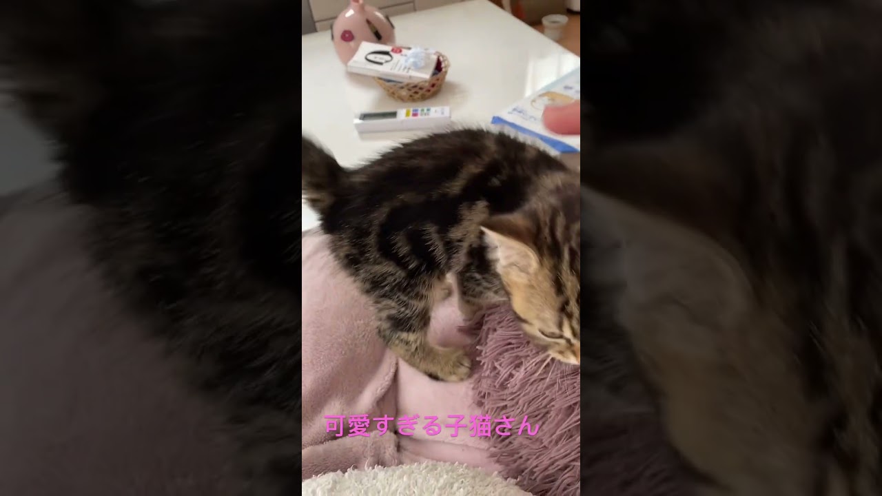 可愛すぎるもふもふ猫   #スコティッシュフォールド #子猫 #男の子 #猫 #ねこ #甘えん坊 #ブラウンタビー #もなか #3ヶ月