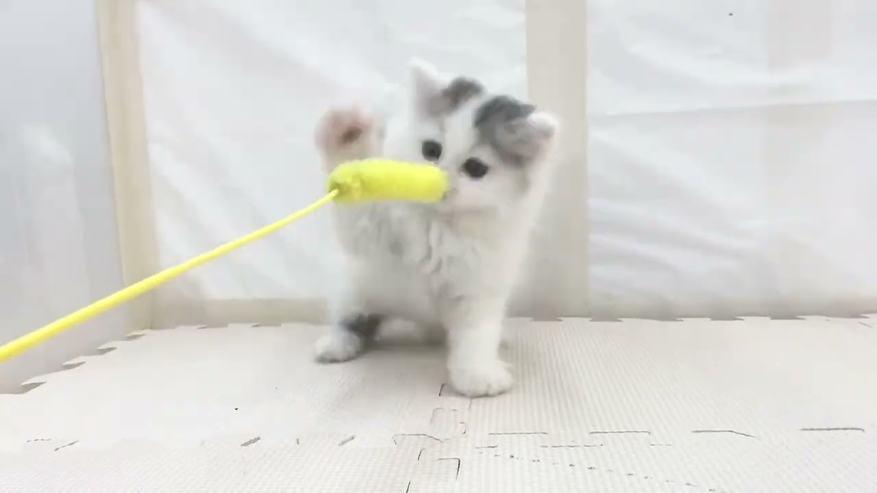 【ラガマフィン】ハチワレがかわいいラガくん登場♡