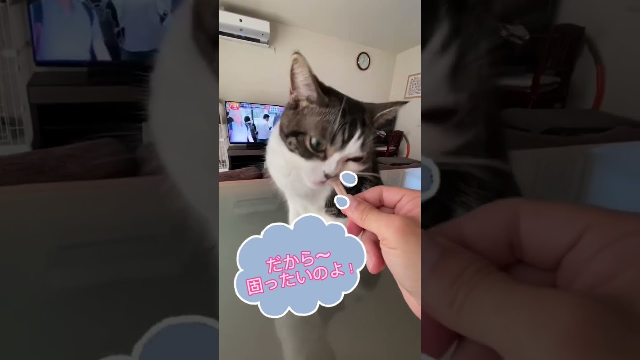ハチワレマンチカンのラピちゃん 歯磨きおやつ 最後は…#shorts #short #ショート #子猫動画 #cats #kitten #ちいかわ