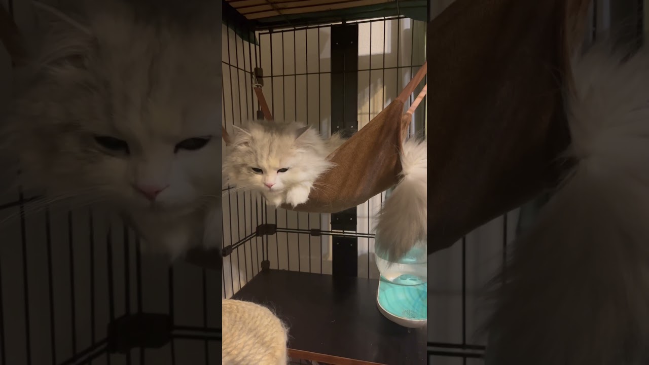 寝起きから出勤　#shorts #cat #スコティッシュフォールド #にぼし #ねこのいる生活 #猫 #catlover