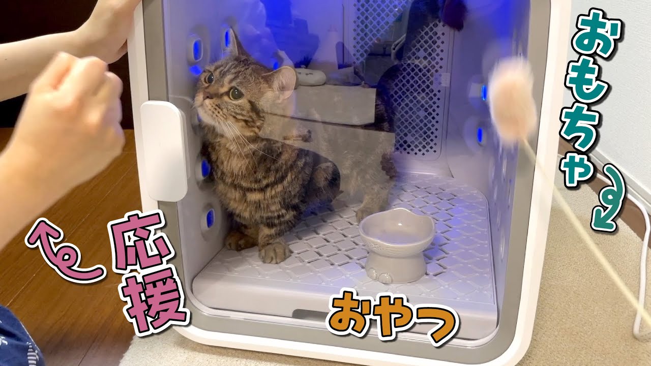 ドライヤーが苦手な猫と飼い主の格闘の様子がこちらです…