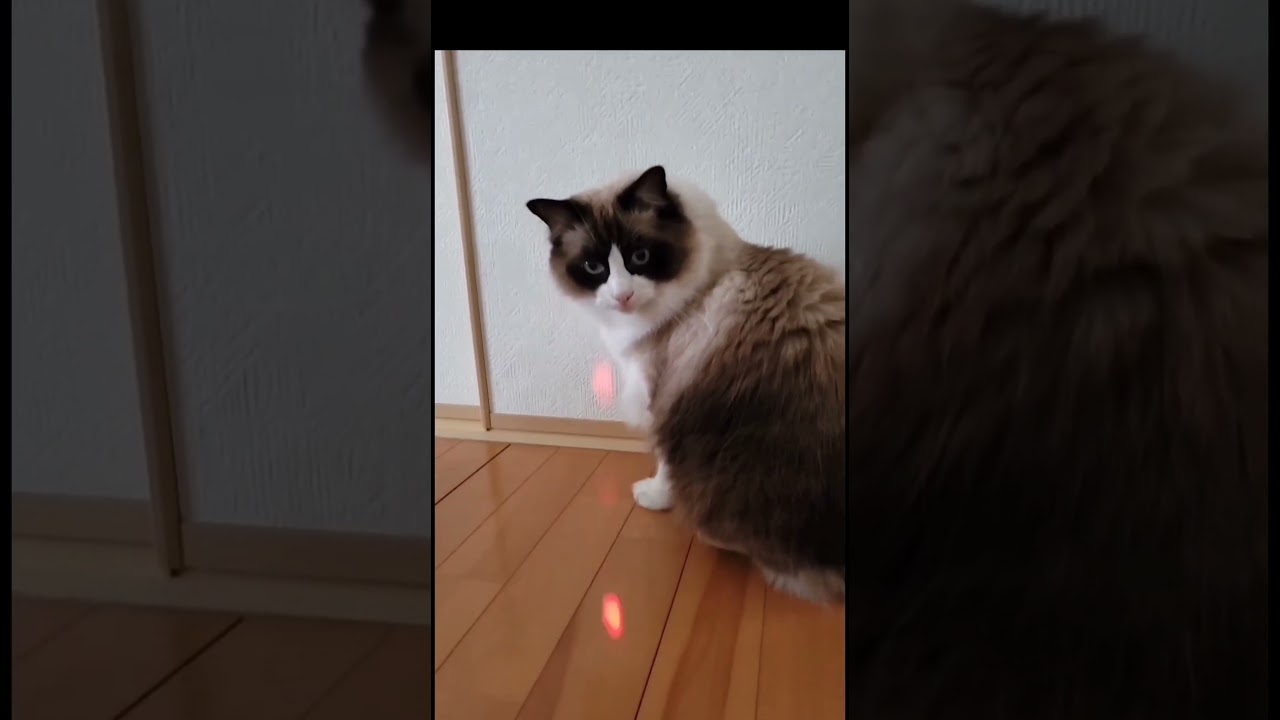 レーザーポインターに猫パンチ・ラグドール シールポイントバイカラー猫動画です   #shorts #猫#ねこ#ネコ#ラグドール#cat#ragdoll