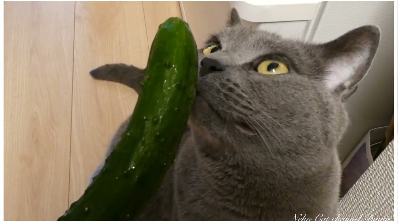 猫にきゅうりはダメだって？ - Hey, Cucumber!! #シャルトリュー #キジ白猫